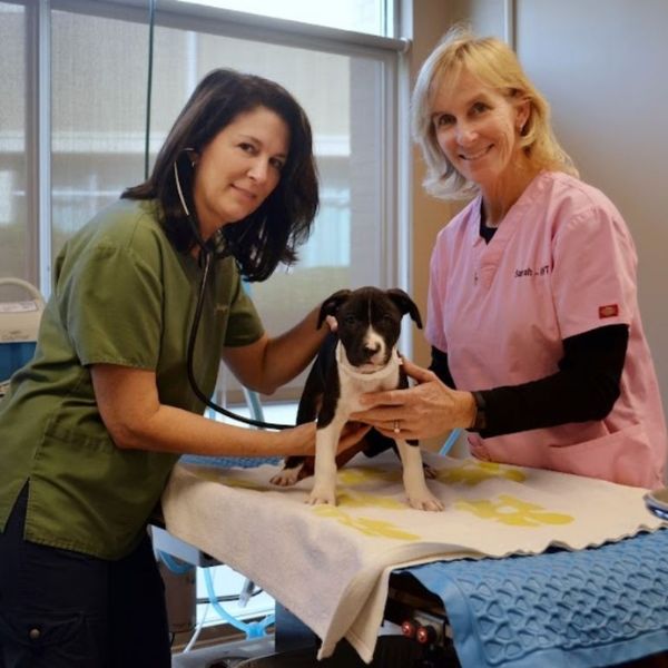 vet and staff examining dog