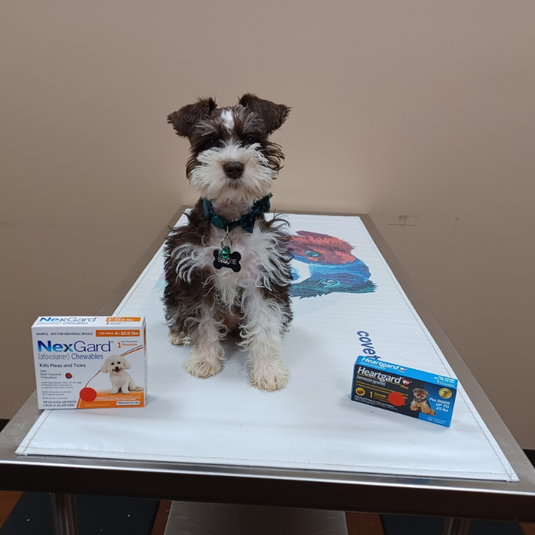 A small fluffy dog sits on a vet exam table