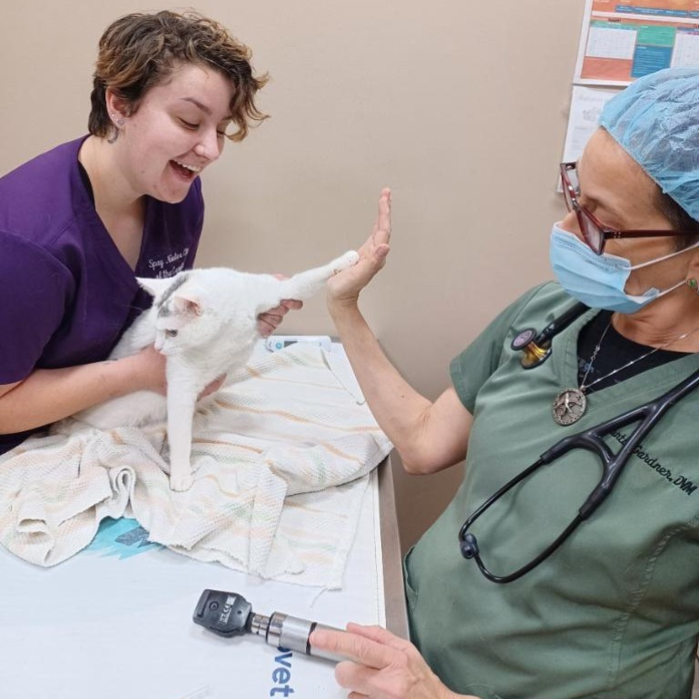 A vet high-fives a white cat