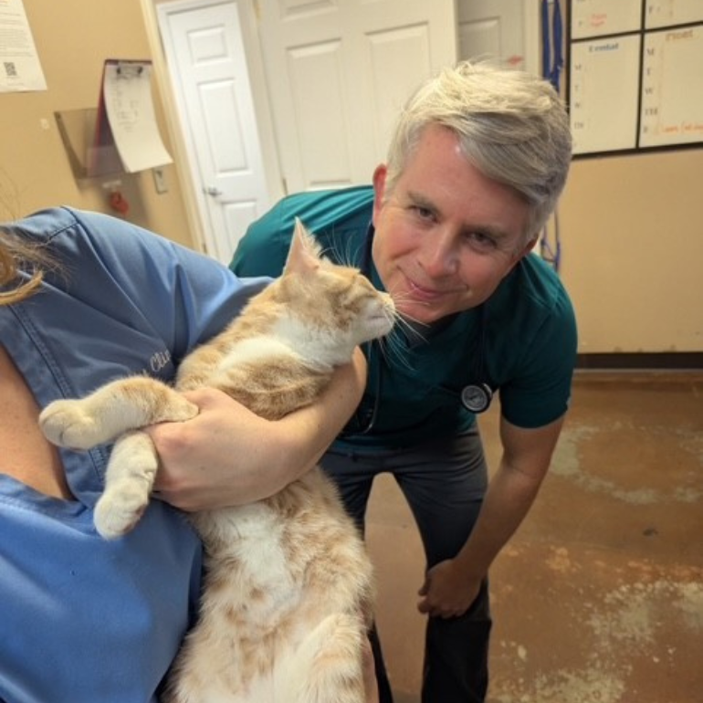A veterinarian gently examines an orange cat