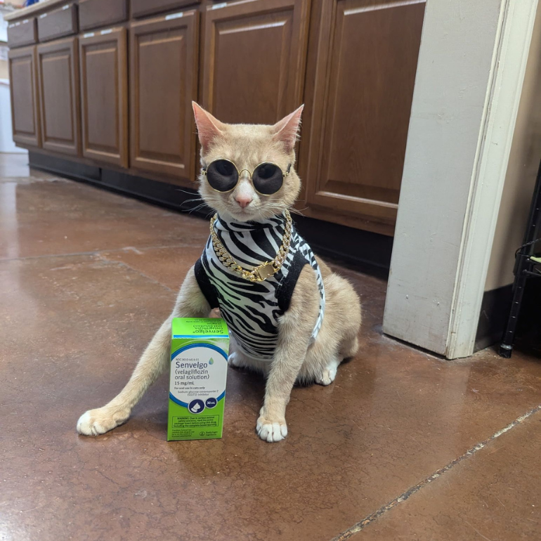 cat in sunglasses and a zebra-patterned outfit