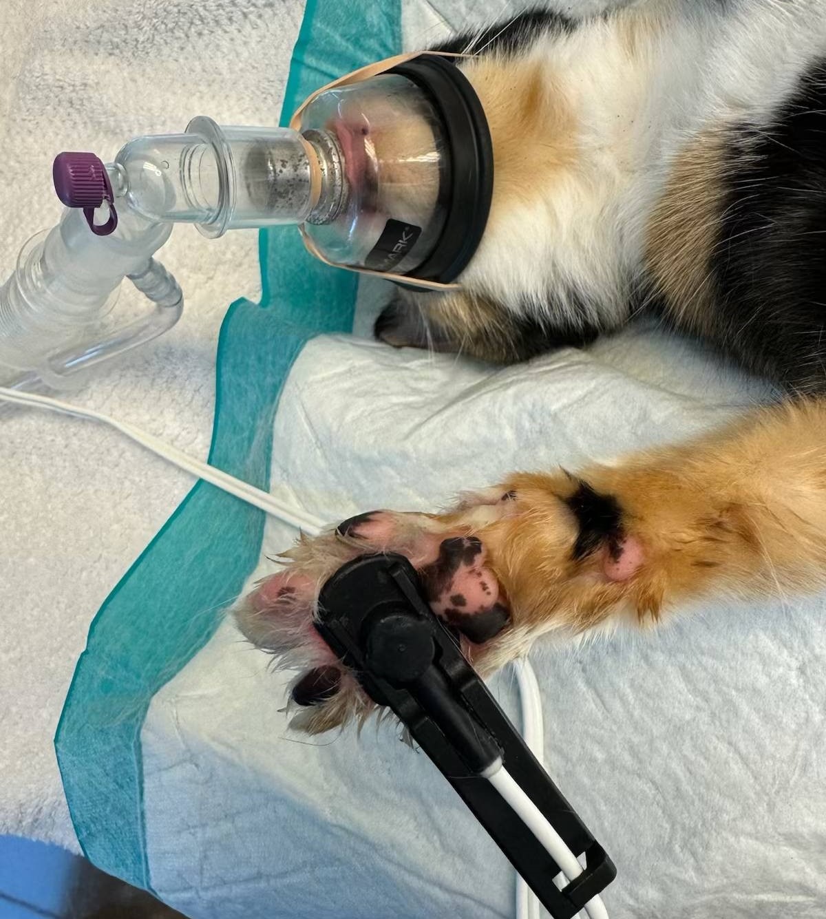 cat on a white cloth wearing an oxygen mask