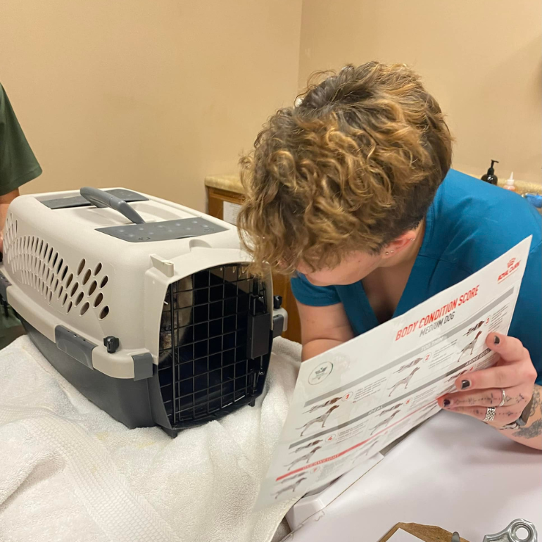 vet examines a pet carrier with a chart