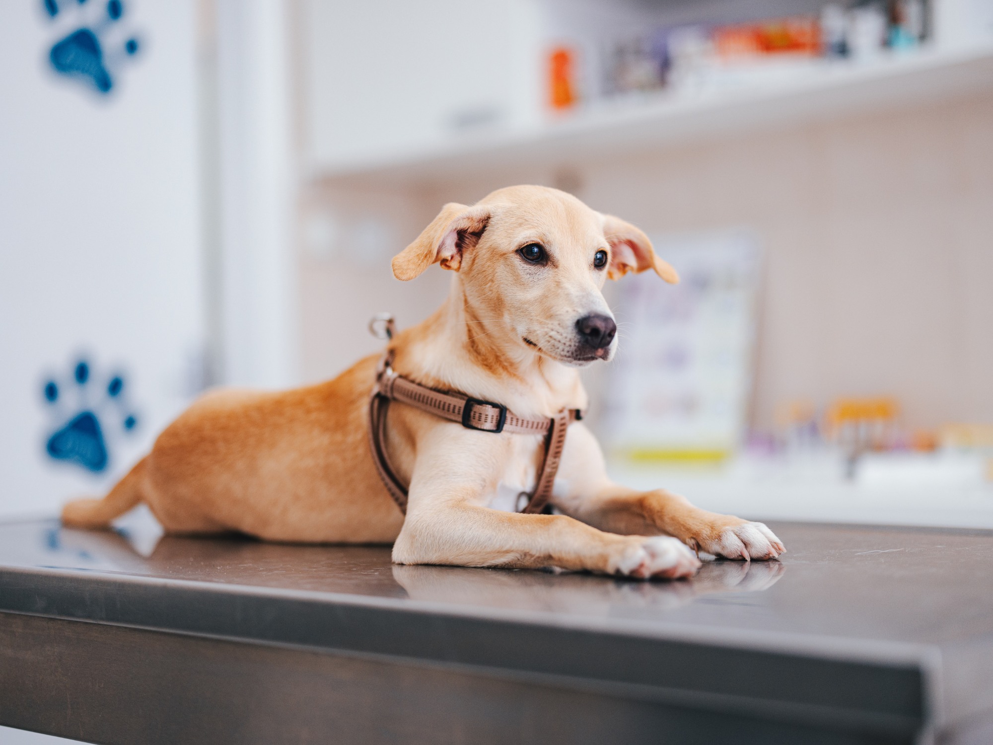 A dog sits calmly on a table in a veterinary office